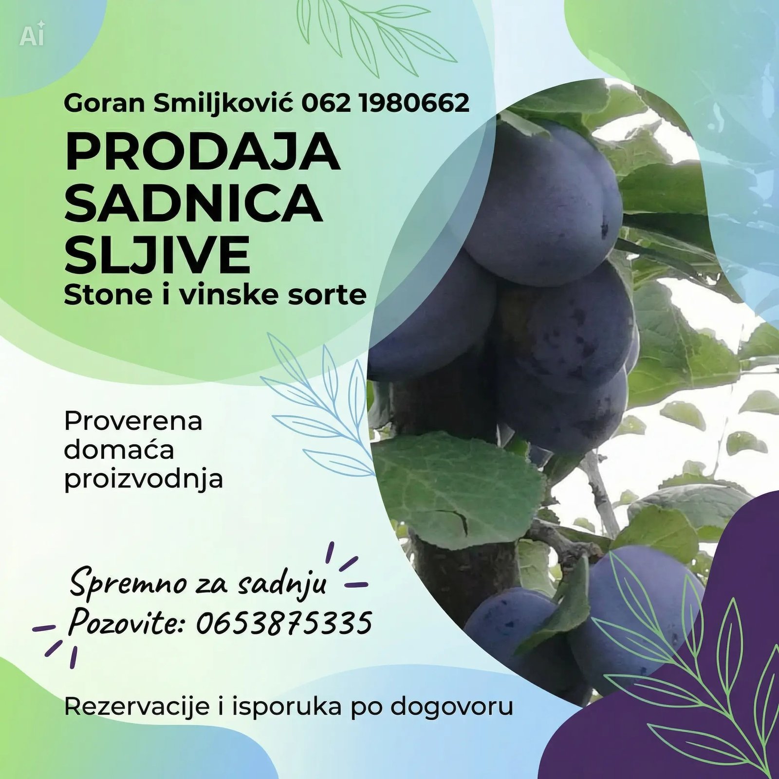 klijenti sadnice Šljive