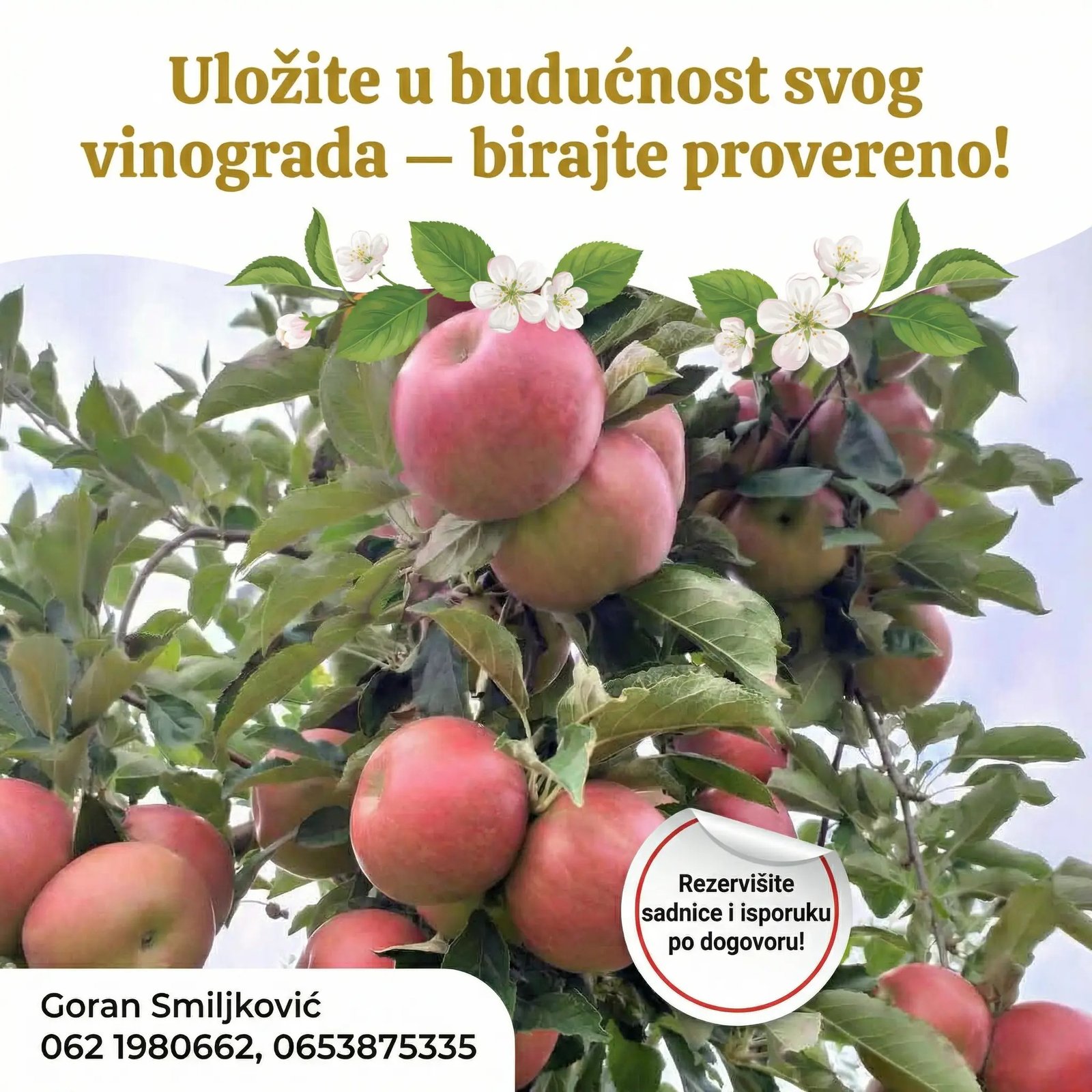 klijenti sadnice loze (1)