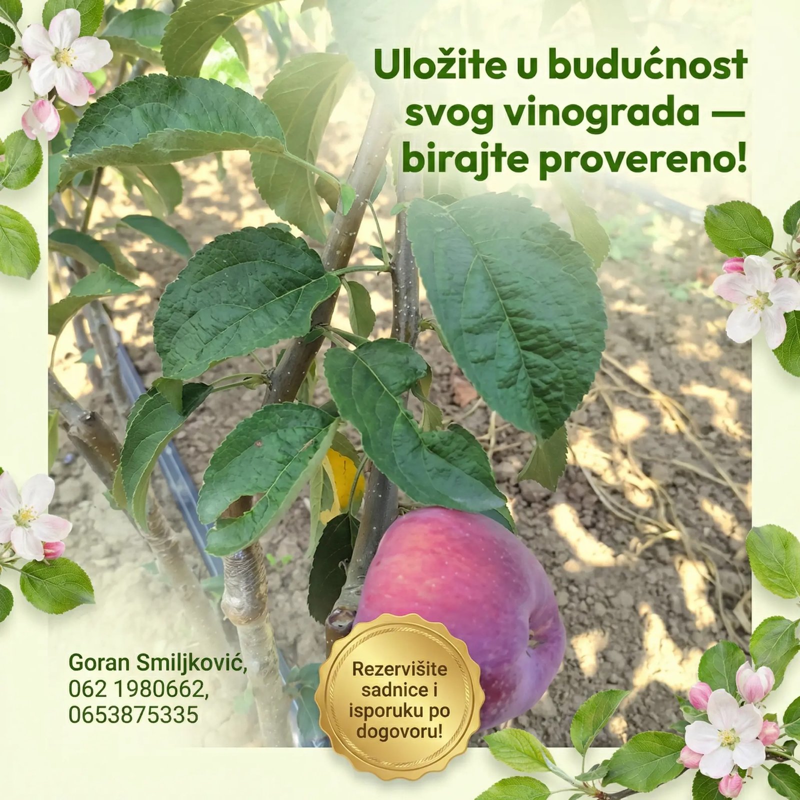 klijenti sadnice loze (5)