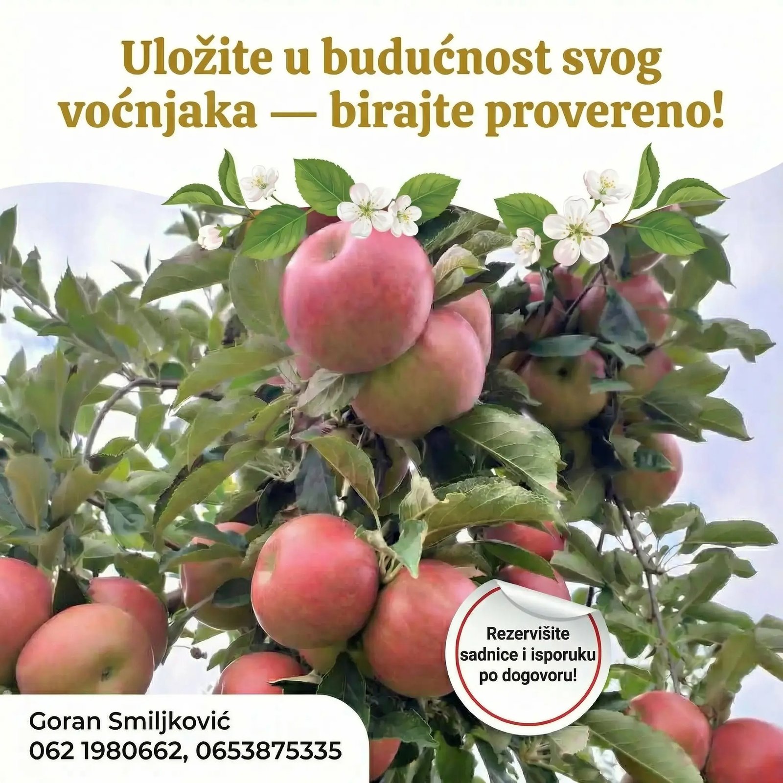 klijenti sadnice loze (8)